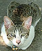 Patty's biggest cat -- King Willy!